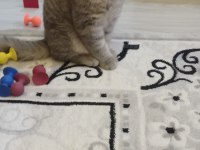 British shorthair Miniğimiz için yuva