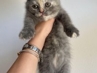 Scottish fold kedilerimizi ücretsiz sahiplendiriyoruz