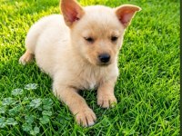 Minyatür pinscher
