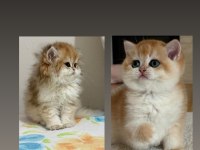 SAFKAN BRİTİSH SHORTHAİR YAVRULAR