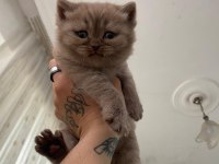 1 buçuk yaşında Dişi Exotic shorthair ve Yavruları