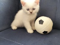 British shorthair silver point ve Brown tabby yavrular