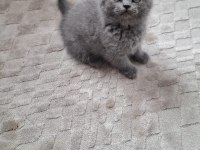 Yeni Yuvasına Hazır Yavru Kedimiz