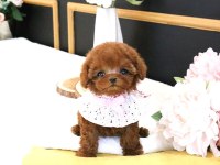 Teady Bear Kore Kani̇ Toy Poodle Yavrular