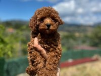 Toy Poodle Yavrularımız