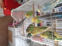 Çok sağlıklı muhabbet kuşu ev kuşları