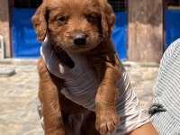 Maltipoo yavrularımız