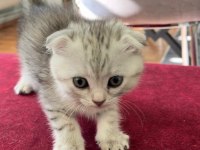 Yavru scottish fold ve british kırması dişi yavrular