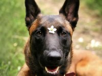 Belçika Malinois Yavruları İstanbul