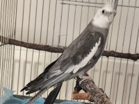 2 yaşında erkek wf sultan papağanı