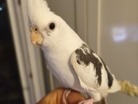 Heavy Kan Hattına Sahip White Face Sultan Papağanı
