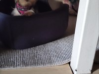 3.5 aylık dış yorkshine terrier