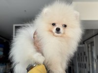 Ankaranın En Seçkin Pomeranian Boo Yavrusu