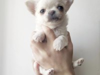 Elma Surat Chihuahua yavrularım