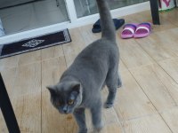 British longhair kedimiz 6 aylık