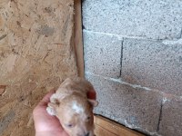 Kıvırcık tüylü Toy Poodle ve Maltipoo yavrular