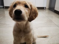 1. Kalite Safkan Golden Retriever Yavru