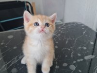 British shorthair ny11