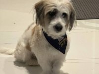 Tibetan terrier köpeğimiz