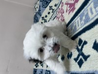 MALTESE TERRİER KÖPEĞİMİZ