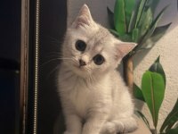 Boncuk Gözlü British Shorthair Bebeğim