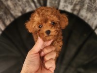 Toypoodle Yavrularımız
