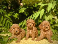 Tüy Dökmez Koku Yapmaz Poodle Yavrular