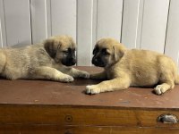 Boz Kangal Yavruları