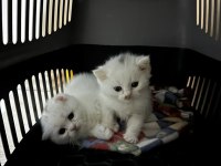40 günlük yavrular scottish fold dişi straight erkek