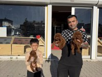 yılın en iyisi ret brown toy poodle özel ırk arayanlara 