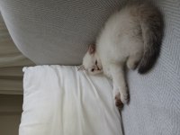 Son iki kedimiz bakmadan geçmeyin