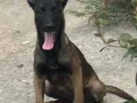 A kalite dişi Belçika malinois yavruları mevcuttur