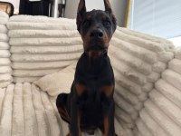Eğitim Ve Bakım Destekli Doberman