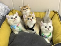 Kaliteli British Shorthair Bebekler Geldi
