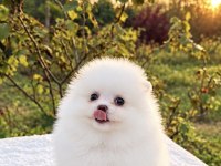 Kusursuz Karbeyaz Dişi Pomeranian Boo