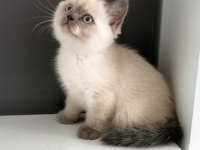 British shorthair Blue point Erkek yavrum