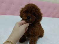 Kore Kan Poodle Bebekler