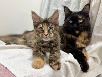 Sıradışı Güzellik Maine Coon Yavruları