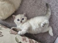 Çok Tatlış British Longhair Kediler