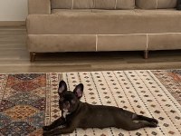 Pera 5 aylık dişi french bulldog