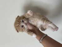 scottish fold yavru kedi