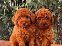 A kalite toy poodle yavrular (boş geçme)