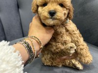 Yakışıklı oğlum maltipoo