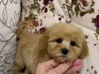 OYUNCAK GİBİ MALTİPOO OĞLUMUZ
