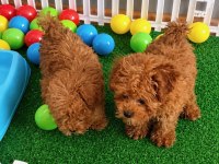 Üretim Ve Bakım Ruhsatlı Evimizden Toy Poodle