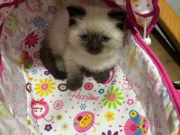 Oyuncu sağlıklı scottish fold yavrular