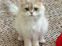 Safkan babadan british longhair erkek