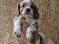 Cavalier king charles yavru köpeğimiz