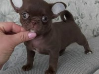 Mini Elma Kafa Teacup Chihuahua Bebekler