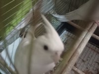 Albino kırmızı göz sultan papağanları